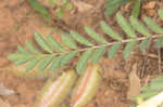 Tennessee milkvetch